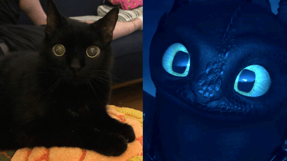 Animated Shorts - Toothless